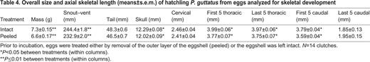 Overall size and axial skeletal length (means±s.e.m.) of hatchling P. guttatus from eggs analyzed for skeletal development