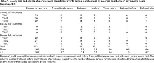 Colony size and counts of recruiters and recruitment events during reunifications by colonies split between asymmetric nests (experiment 2)