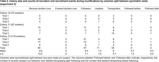 Colony size and counts of recruiters and recruitment events during reunifications by colonies split between symmetric nests (experiment 3)