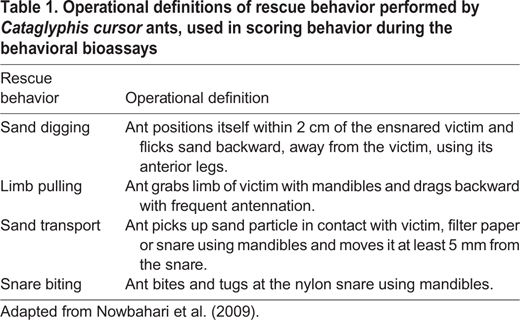 Operational definitions of rescue behavior performed by Cataglyphis cursor ants, used in scoring behavior during the behavioral bioassays