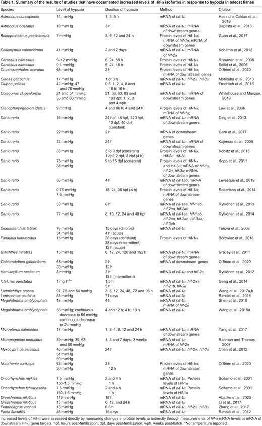 Summary of the results of studies that have documented increased levels of Hif-α isoforms in response to hypoxia in teleost fishes