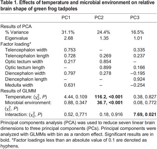 Effects of temperature and microbial environment on relative brain shape of green frog tadpoles