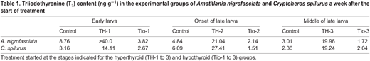 Triiodothyronine (T3) content (ng g−1) in the experimental groups of Amatitlania nigrofasciata and Cryptoheros spilurus a week after the start of treatment
