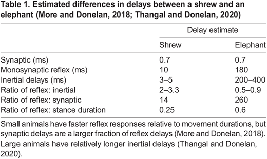 Estimated differences in delays between a shrew and an elephant (More and Donelan, 2018; Thangal and Donelan, 2020)