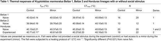 Thermal responses of Kryptolebias marmoratus Belize 1, Belize 2 and Honduras lineages with or without social stimulus