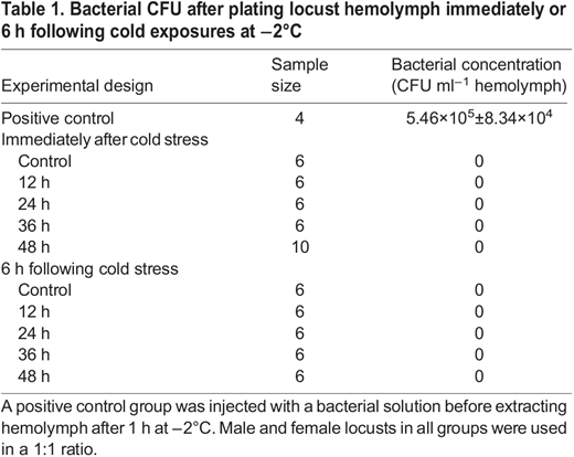 Bacterial CFU after plating locust hemolymph immediately or 6 h following cold exposures at −2°C