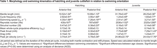 Morphology and swimming kinematics of hatchling and juvenile cuttlefish in relation to swimming orientation