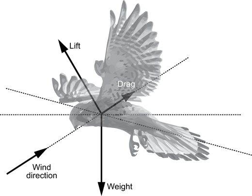 Theory of static soaring in kestrels. Aerodynamic forces acting on a kestrel during hovering flight in an updraft. The bird keeps its body at an angle to the wind direction, generating enough lift to balance drag and weight forces. Adapted from Videler and Groenewold (1991).