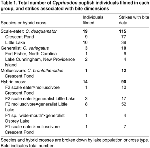 Total number of Cyprinodon pupfish individuals filmed in each group, and strikes associated with bite dimensions
