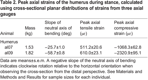 Peak axial strains of the humerus during stance, calculated using cross-sectional planar distributions of strains from three axial gauges