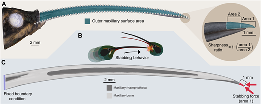 オスのハチドリのくちばしは戦いのために進化(Sharper, straighter, stiffer, stronger: Male green hermit hummingbirds have bills evolved for fighting) オスのハチドリのくちばしは戦いのために進化(Sharper, straighter, stiffer, stronger: Male green hermit hummingbirds have bills evolved for fighting)