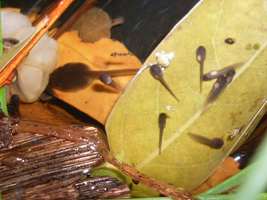 Figure. Refer to the image caption for details.