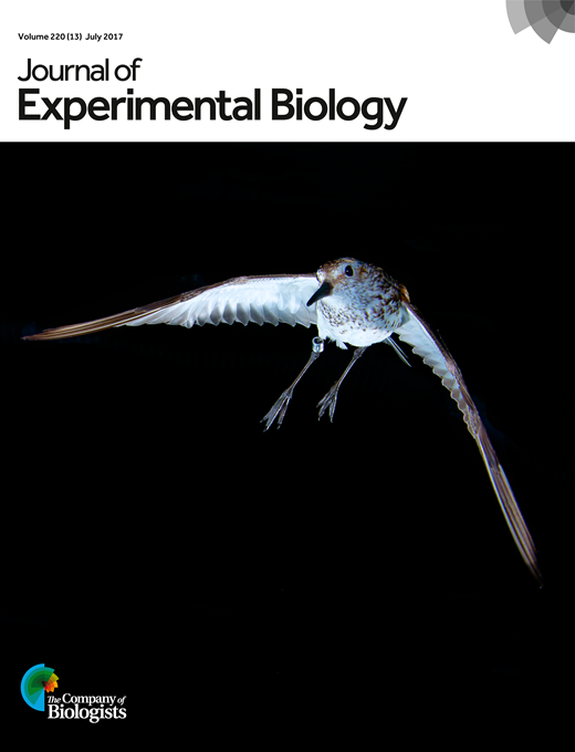 Comparison of functional and anatomical estimations of visual acuity in ...