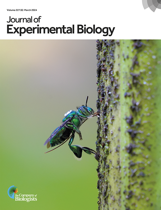 Effects of insect pursuit on the Doppler shift compensation in a ...